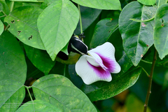 Coereba flaveola caboti