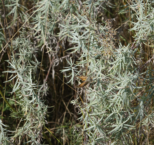 Artemisia glauca, photograph 6