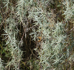 Artemisia glauca, photograph Oleg Kosterin, CC BY, iNaturalist via GBIF