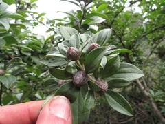 Barnadesia spinosa