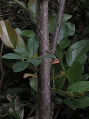 Barnadesia spinosa