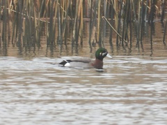 Anas platyrhynchos × Mareca americana
