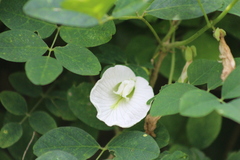 Clitoria