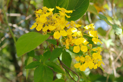 Stigmaphyllon bonariense