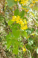 Stigmaphyllon bonariense