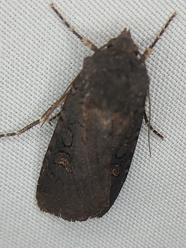 Fleece-winged Dart and Allies photo 5