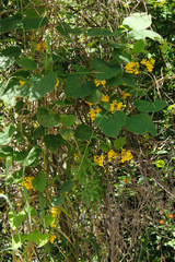 Stigmaphyllon bonariense