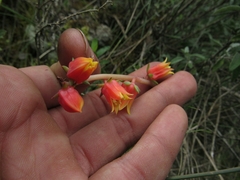 Echeveria bicolor