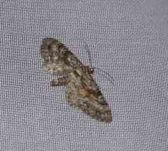 Eupithecia anticaria