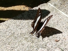 Polyura schreiber