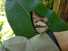 Polyura schreiber