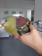 Treron curvirostra
