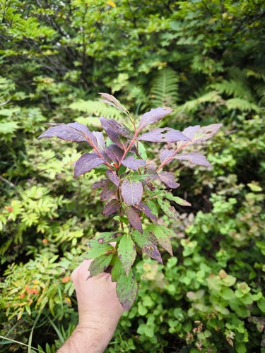 Vaccinium smallii iNat (2)