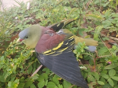Treron curvirostra