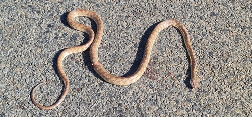 Brown Tree Snake sighting