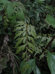 Asplenium praemorsum