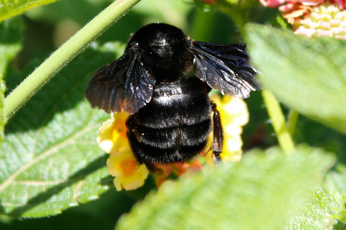 Paulista Bumble Bee