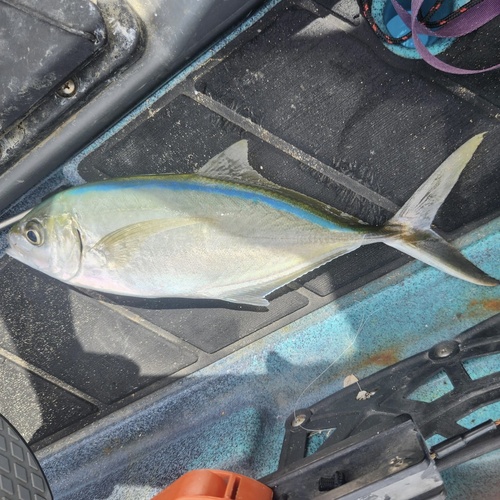 Caranx ruber