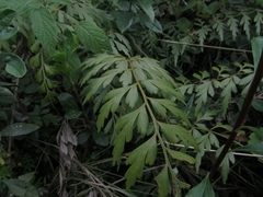 Asplenium praemorsum