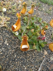 Calceolaria uniflora