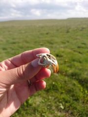 Ctenomys magellanicus