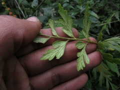 Asplenium praemorsum