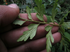 Asplenium praemorsum