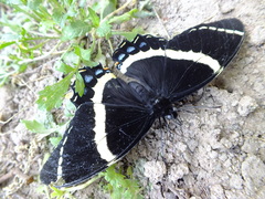 Papilio garamas garamas