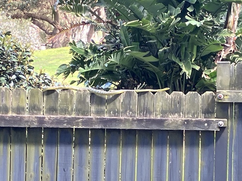 Common Tree Snake sighting