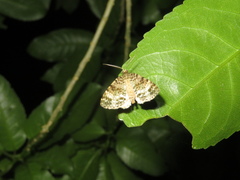 Pseudocoremia indistincta