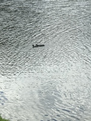 Fulica americana