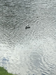 Fulica americana