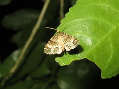 Pseudocoremia indistincta