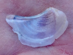 Heteroclidus punctatus