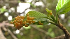 Pseudaphelia apollinaris