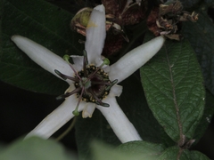 Passiflora bogotensis