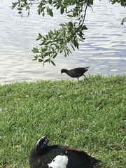 Gallinula galeata cachinnans