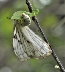 Pseudaphelia apollinaris
