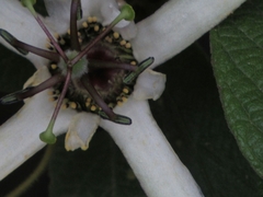 Passiflora bogotensis