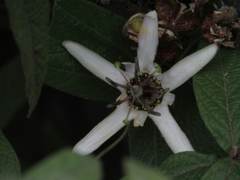 Passiflora bogotensis