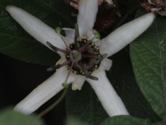 Passiflora bogotensis
