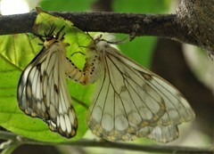 Pseudaphelia apollinaris