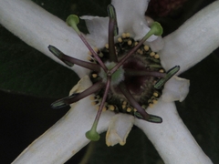 Passiflora bogotensis