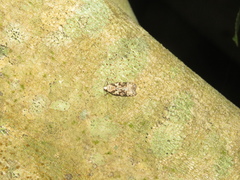Izatha epiphanes