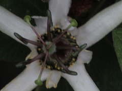 Passiflora bogotensis