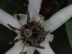 Passiflora bogotensis