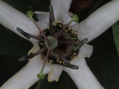 Passiflora bogotensis