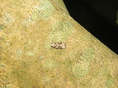 Izatha epiphanes