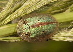 Physonota alutacea