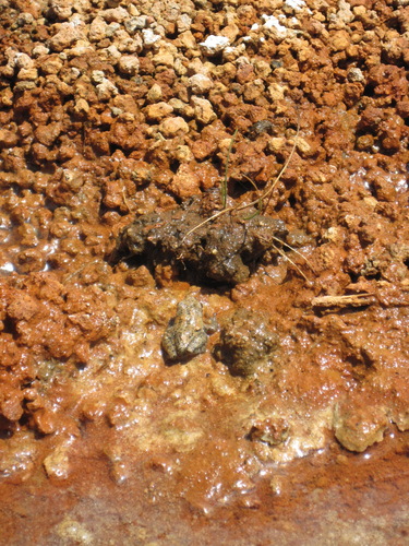 iNaturalist observation photo of Pacific chorus frog